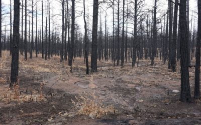 Kaitlin Bryson Selected for 2026 Cohort for Monument Lab Re:Generation!